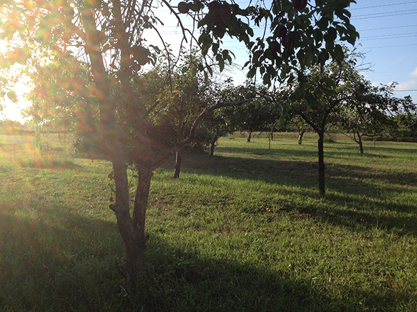 apple orchard trees in evening sunlight